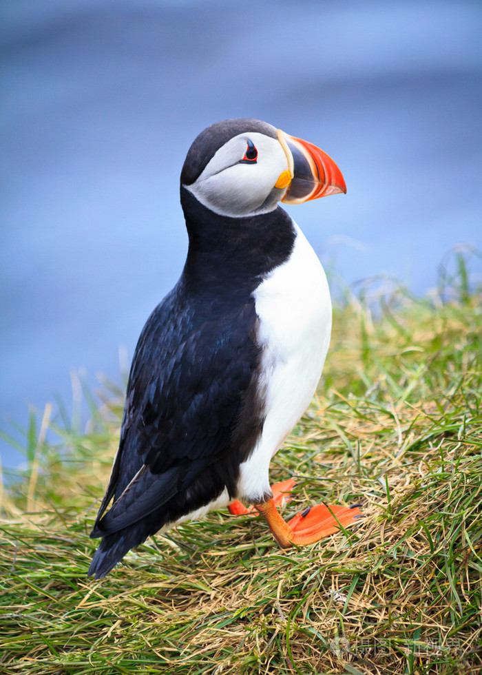 海雀站在大西洋的边缘上