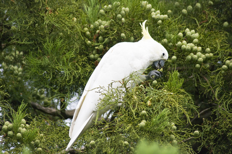 树上的硫凤头的鹦鹉