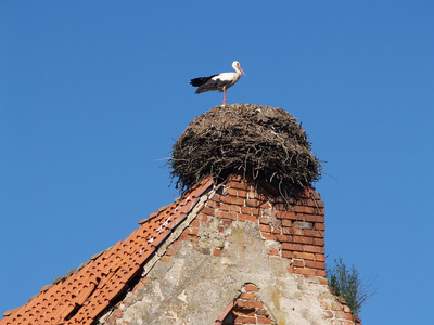 鹳巢老瓦屋顶上