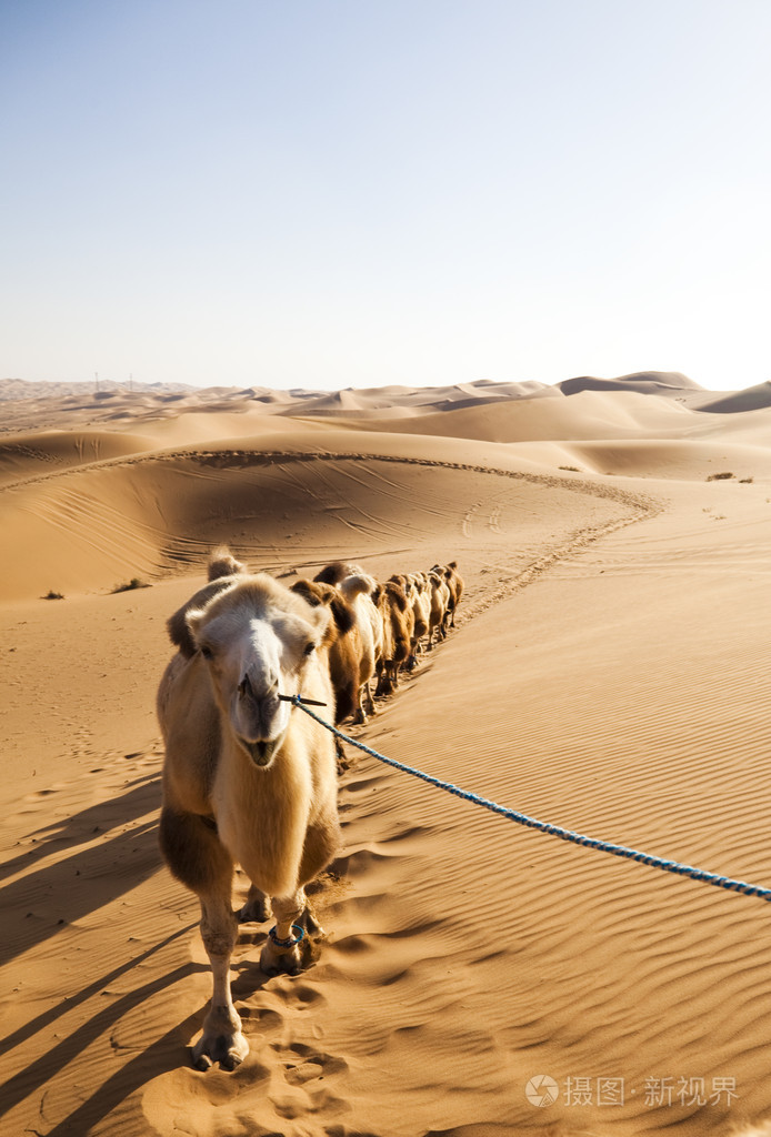 骆驼在沙漠中的一组
