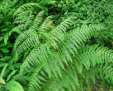 蕨类植物图片