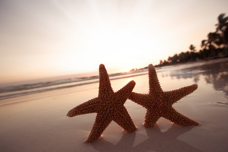 日出海滩上，浅景深的海星海星剪影