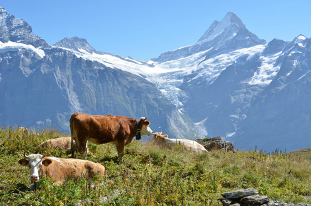 高寒草甸的奶牛。瑞士少女峰地区