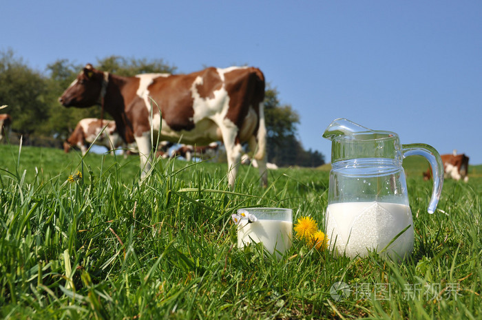 jug 打击群奶牛的牛奶.爱蒙塔尔地区瑞士