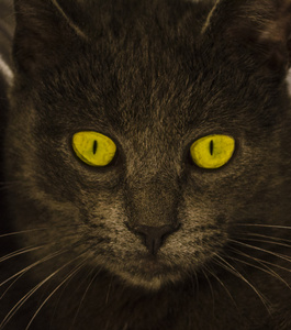 神秘的眼睛照片