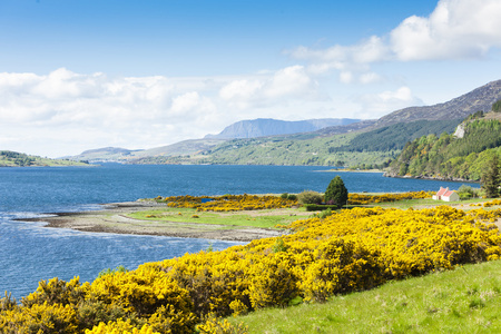 苏格兰高地尼斯湖扫帚