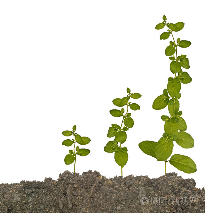 在土壤中的植物