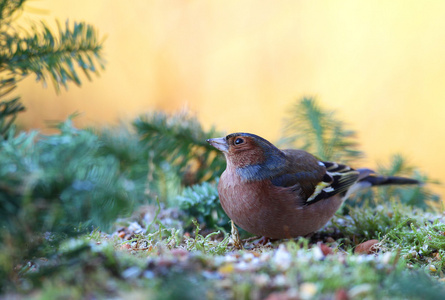 ChaffinchFringilla Coelebs