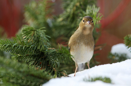 ChaffinchFringilla Coelebs