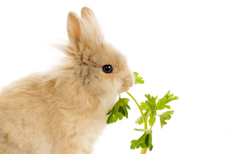 兔子吃香菜