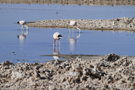 在佛兰明高储备在阿塔卡马 salar de flamengos