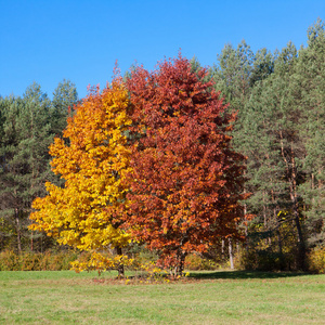 在秋季的两棵树图片