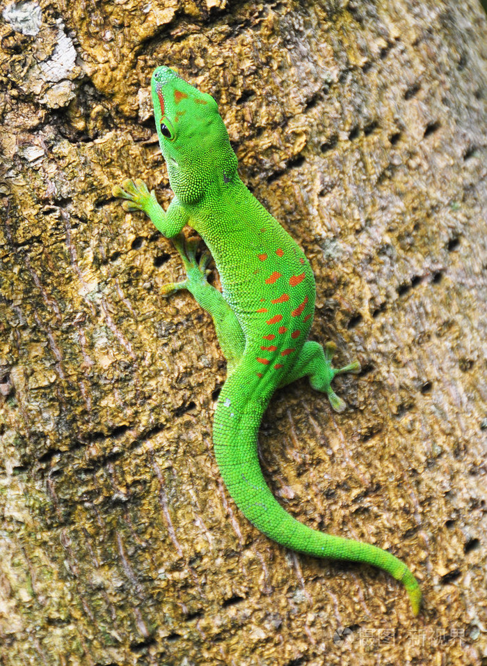 在一棵棕榈树上的绿色马达加斯加天壁虎