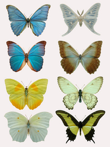 八个白色的蝴蝶图片