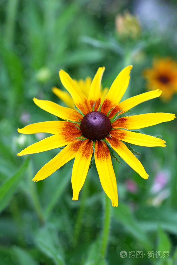 明亮的黄色黑心或黑眼的苏珊花