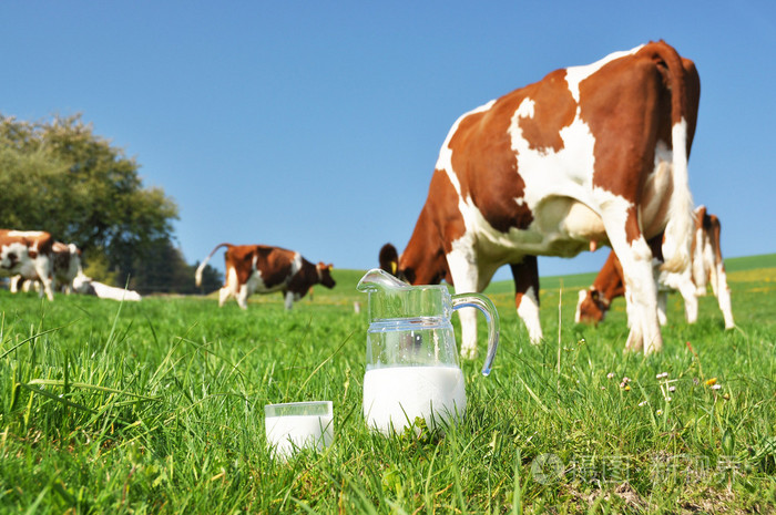 jug打击群奶牛的牛奶爱蒙塔尔地区瑞士