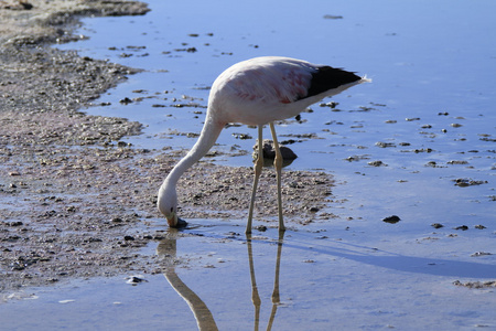 在佛兰明高储备在阿塔卡马 salar de flamengos