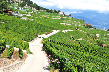 瑞士拉沃葡萄园小地区的葡萄园