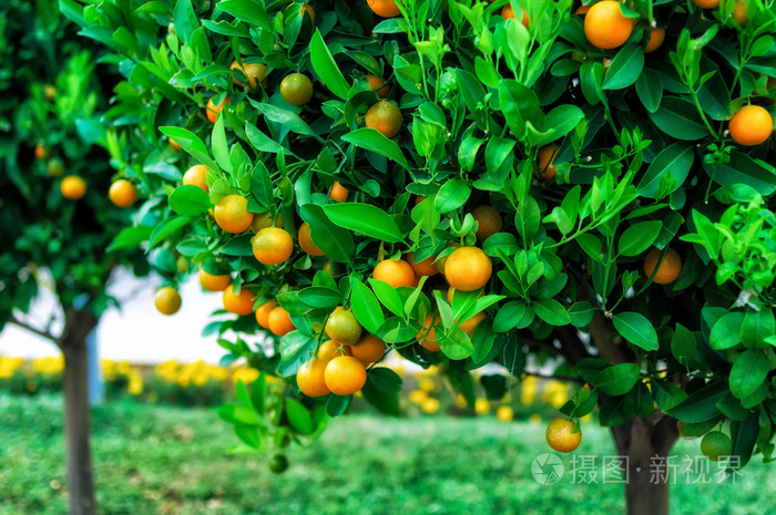 橘树的果实的分行