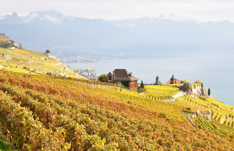 瑞士拉沃葡萄园小地区的葡萄园