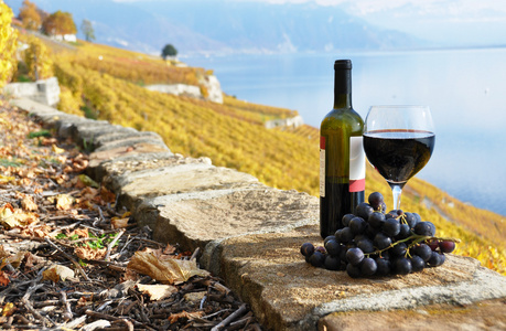 红酒和平台上的熔丝地区葡萄园的葡萄