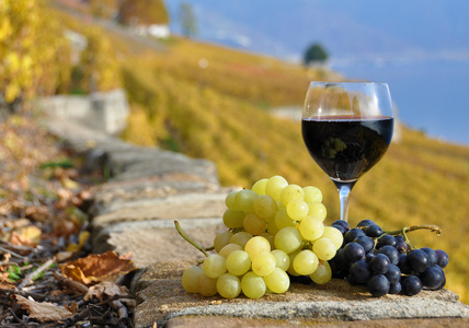红酒和平台上的熔丝地区葡萄园的葡萄