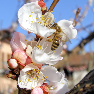 蜜蜂从花中提取的花蜜