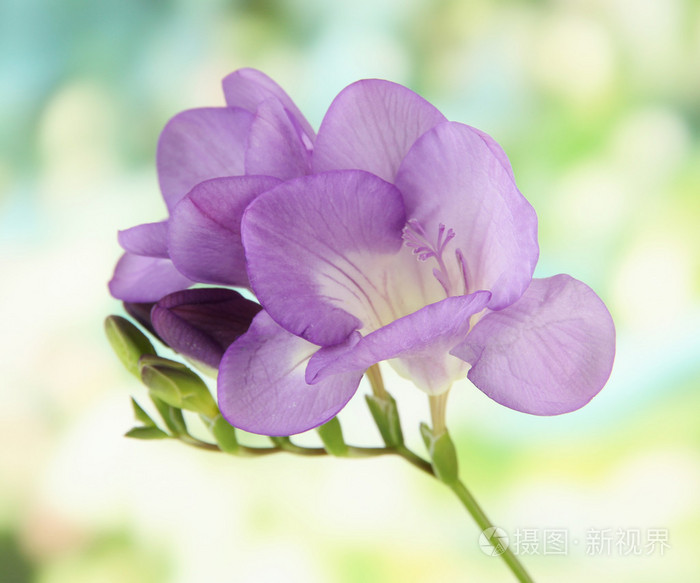 紫色小苍兰花，绿色背景