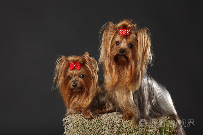 两个约克夏梗犬