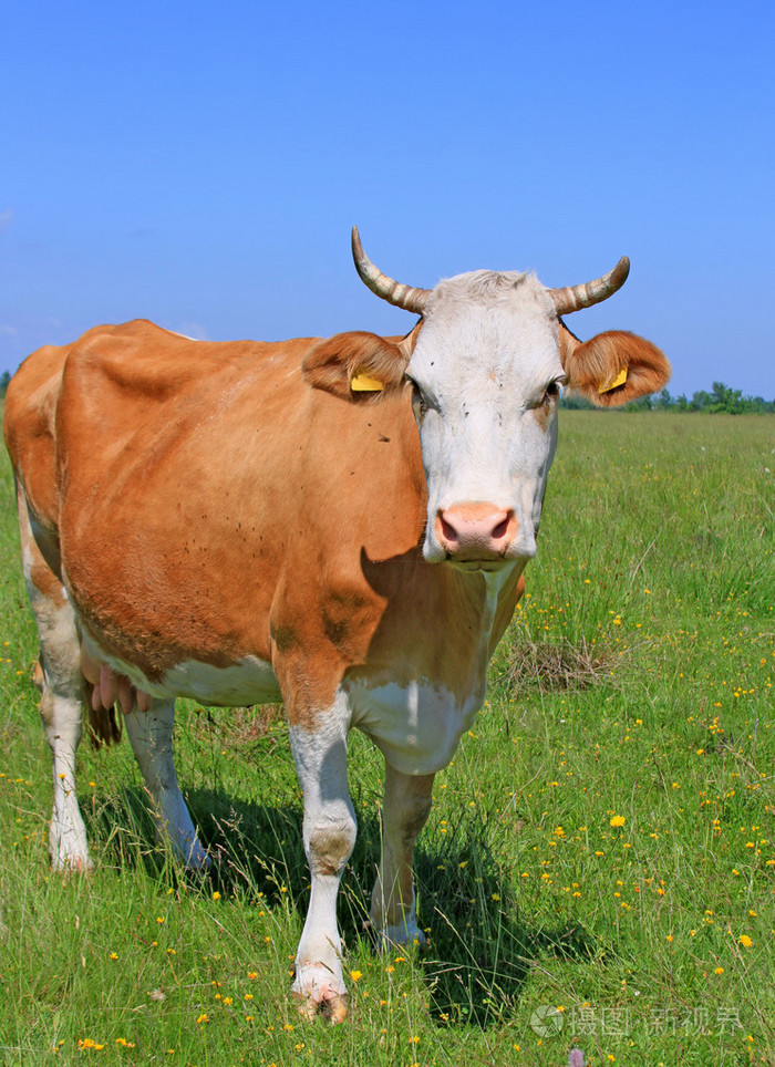 夏季牧场上牛