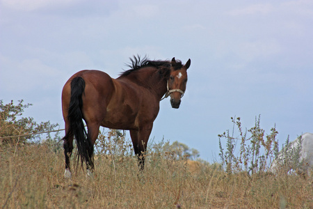 褐色的马在他的头转身站在一片草地上