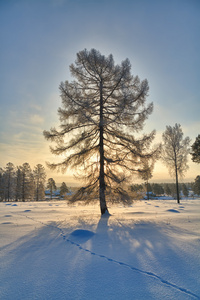白雪覆盖的树木，在阳光下