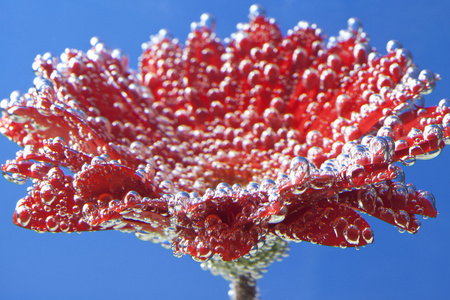 根据在蓝色的水美丽菊花照片