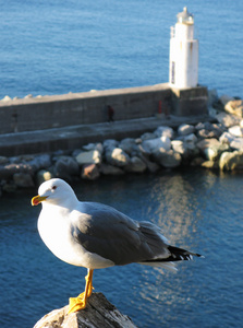 对航标灯的海鸥。camogli 意大利
