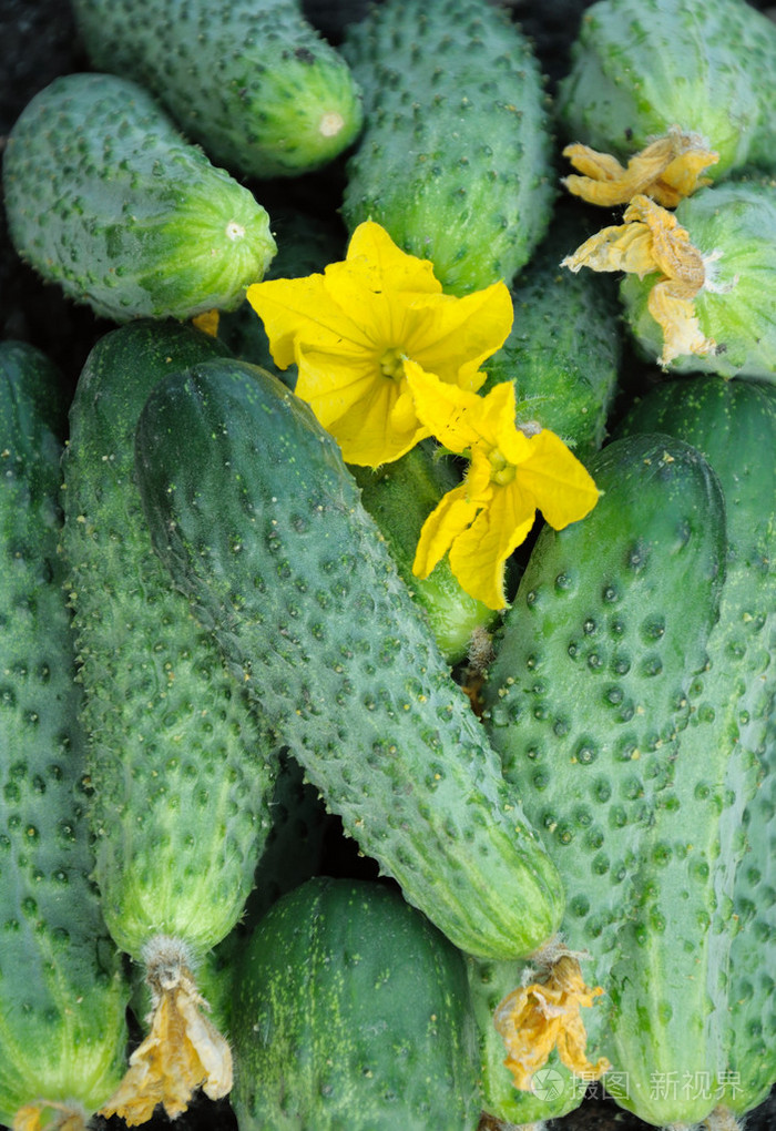 在大容量和鲜花黄瓜