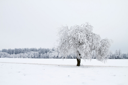 冬季景观与雪和树