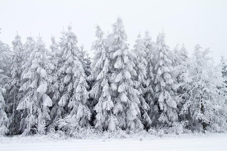 冬季景观与雪和树