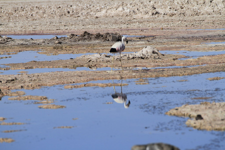 在佛兰明高储备在阿塔卡马 salar de flamengos