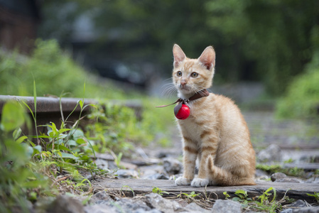 可爱的小猫