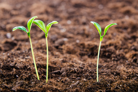 捧起希望树苗图片