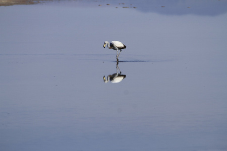 在佛兰明高储备在阿塔卡马 salar de flamengos