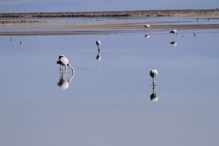 在佛兰明高储备在阿塔卡马 salar de flamengos