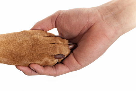 狗爪子在人的手中照片