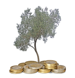 橄榄树种植从堆硬币