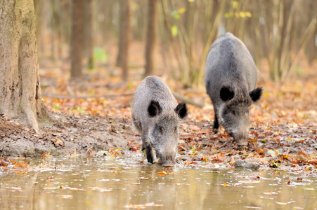 耳朵眼睛猪鬃图片