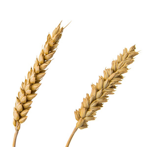 小麦被隔绝的耳朵