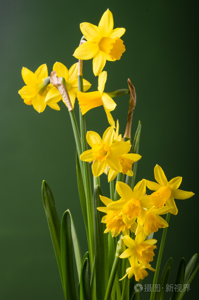 黄色的水仙花花朵与绿色背景