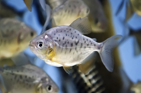 在水族馆的鱼