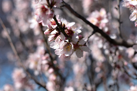 粉红樱桃花开的春天