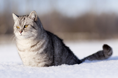 在雪中的猫